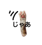 かわいいねこ ころん。（個別スタンプ：30）