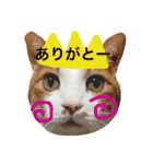 かわいいねこ ころん。（個別スタンプ：36）