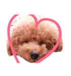 ちゃぴたん スタンプ♡トイプードル♡（個別スタンプ：3）