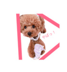 ちゃぴたん スタンプ♡トイプードル♡（個別スタンプ：10）