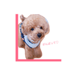 ちゃぴたん スタンプ♡トイプードル♡（個別スタンプ：12）