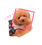 ちゃぴたん スタンプ♡トイプードル♡（個別スタンプ：15）