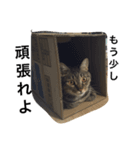 アパートの猫（個別スタンプ：2）