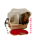 アパートの猫（個別スタンプ：3）