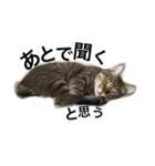 アパートの猫（個別スタンプ：4）