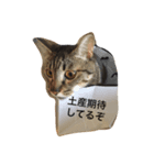アパートの猫（個別スタンプ：5）