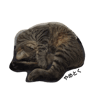 アパートの猫（個別スタンプ：6）