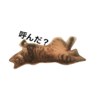 アパートの猫（個別スタンプ：7）