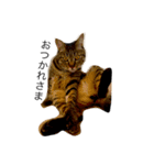 アパートの猫（個別スタンプ：8）