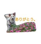 ぼく、りきまる。1（個別スタンプ：8）