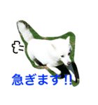 こますた（個別スタンプ：3）