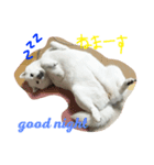 こますた（個別スタンプ：5）