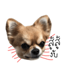 Chihuahua 3 GEN（個別スタンプ：6）