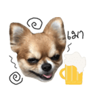 Chihuahua 3 GEN（個別スタンプ：8）