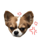 Chihuahua 3 GEN（個別スタンプ：12）