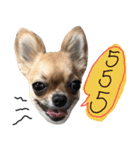 Chihuahua 3 GEN（個別スタンプ：15）