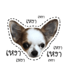 Chihuahua 3 GEN（個別スタンプ：20）