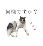 癒し猫**実写**毒舌Ver（個別スタンプ：1）