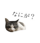 癒し猫**実写**毒舌Ver（個別スタンプ：3）