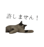 癒し猫**実写**毒舌Ver（個別スタンプ：8）