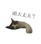 癒し猫**実写**毒舌Ver（個別スタンプ：9）