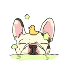 色々なフレンチブルドッグ（個別スタンプ：21）