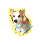 コーギーU^ェ^U（個別スタンプ：2）