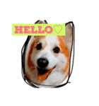 コーギーU^ェ^U（個別スタンプ：3）