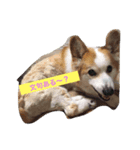 コーギーU^ェ^U（個別スタンプ：4）