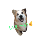 コーギーU^ェ^U（個別スタンプ：6）