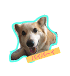 コーギーU^ェ^U（個別スタンプ：7）