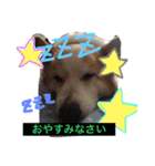 コーギーU^ェ^U（個別スタンプ：8）