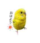 セキセイインコのぽんちゃん2（個別スタンプ：1）