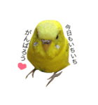 セキセイインコのぽんちゃん2（個別スタンプ：2）