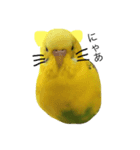 セキセイインコのぽんちゃん2（個別スタンプ：3）