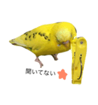 セキセイインコのぽんちゃん2（個別スタンプ：4）