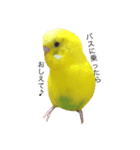 セキセイインコのぽんちゃん2（個別スタンプ：5）