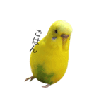 セキセイインコのぽんちゃん2（個別スタンプ：7）