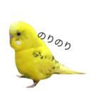セキセイインコのぽんちゃん2（個別スタンプ：8）