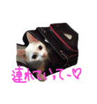 モノトーンニャンズ（個別スタンプ：3）