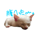 モノトーンニャンズ（個別スタンプ：5）