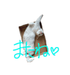 モノトーンニャンズ（個別スタンプ：8）