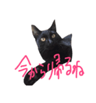 モノトーンニャンズ（個別スタンプ：9）