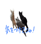 モノトーンニャンズ（個別スタンプ：10）