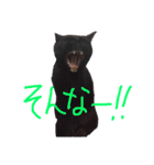 モノトーンニャンズ（個別スタンプ：11）