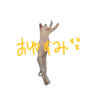 モノトーンニャンズ（個別スタンプ：14）