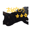モノトーンニャンズ（個別スタンプ：19）