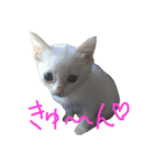 モノトーンニャンズ（個別スタンプ：20）