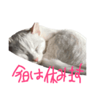 モノトーンニャンズ（個別スタンプ：21）