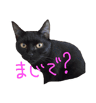 モノトーンニャンズ（個別スタンプ：22）